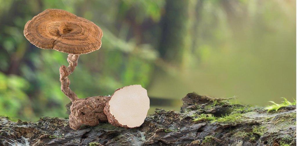 Organic Tiger Milk Mushroom